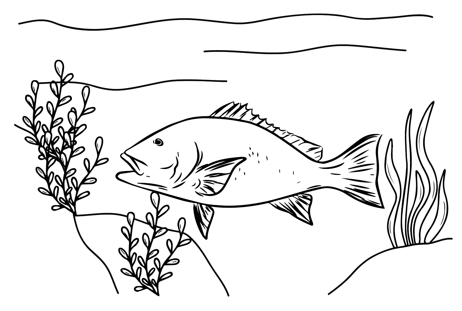 Snapper coloring pages