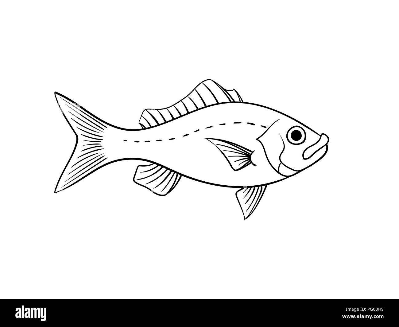 Red snapper fish stock vector images