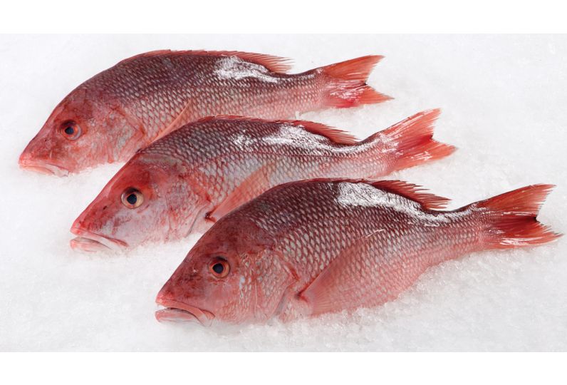 Red snapper whole fish