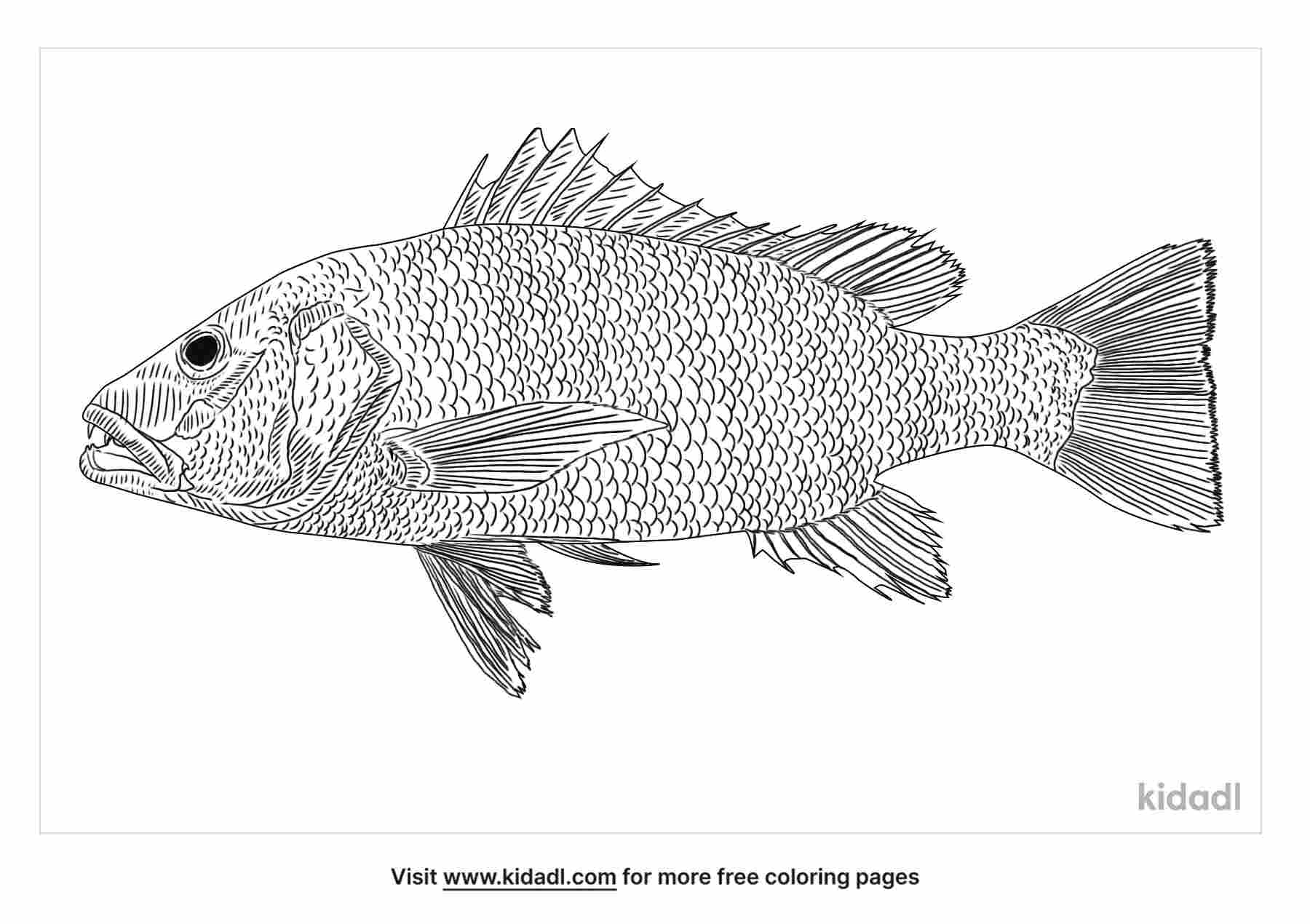 Free mangrove red snapper coloring page coloring page printables