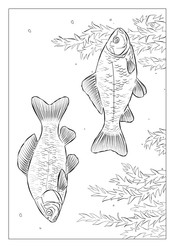 Fish coloring pages free printable coloring sheets for kids