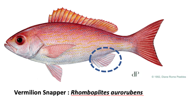 Imposters the other red snappers and how to identify them â gulf of mexico fishery management council