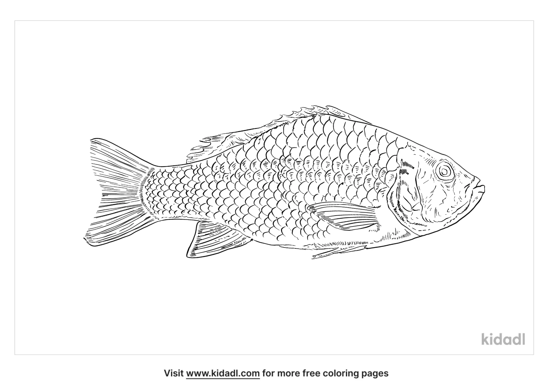 Free red snapper coloring page coloring page printables