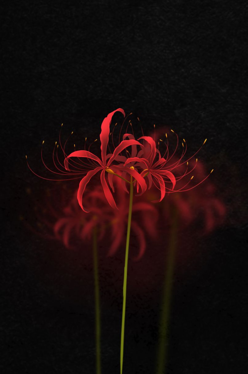 Download Free 100 + red spider lily Wallpapers