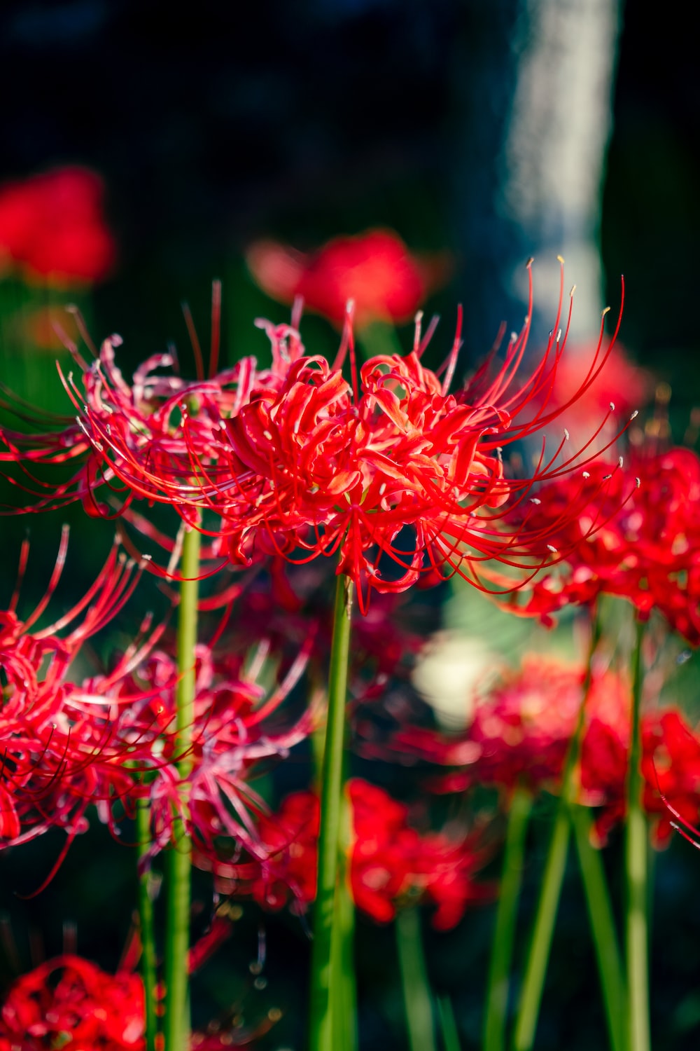 Download Free 100 + red spider lily Wallpapers