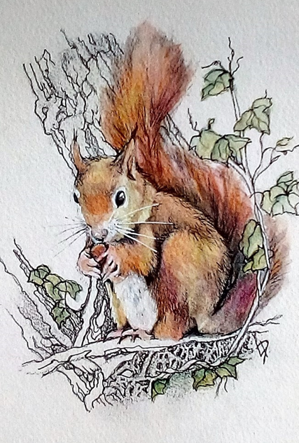 Red squirrel demonstration by linda drury