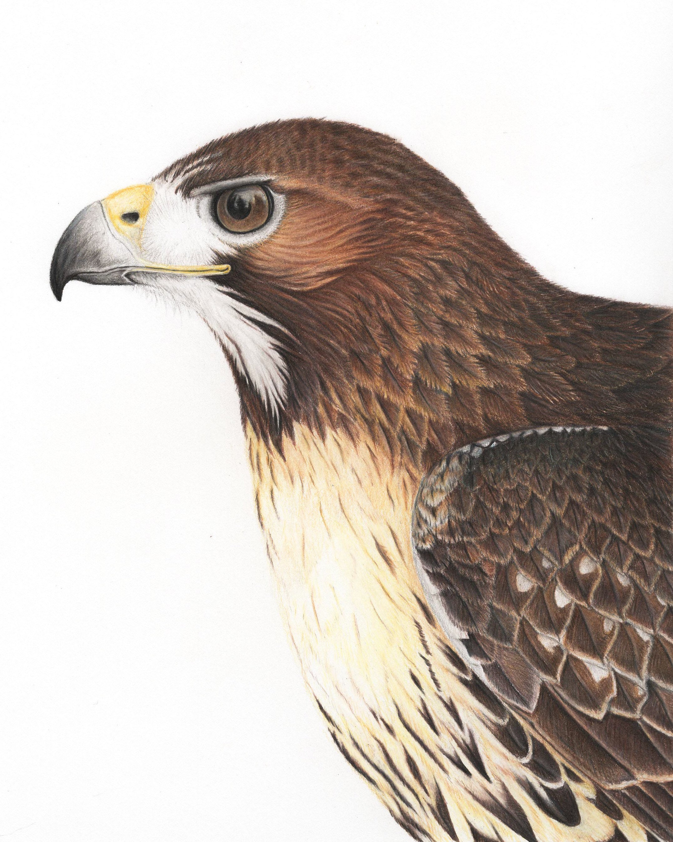 Print red tailed hawk art drawing colored pencil bird birds bird of prey falconry ornithology