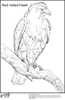 Hawk coloring pages minister coloring owl coloring pages coloring pages adult coloring designs