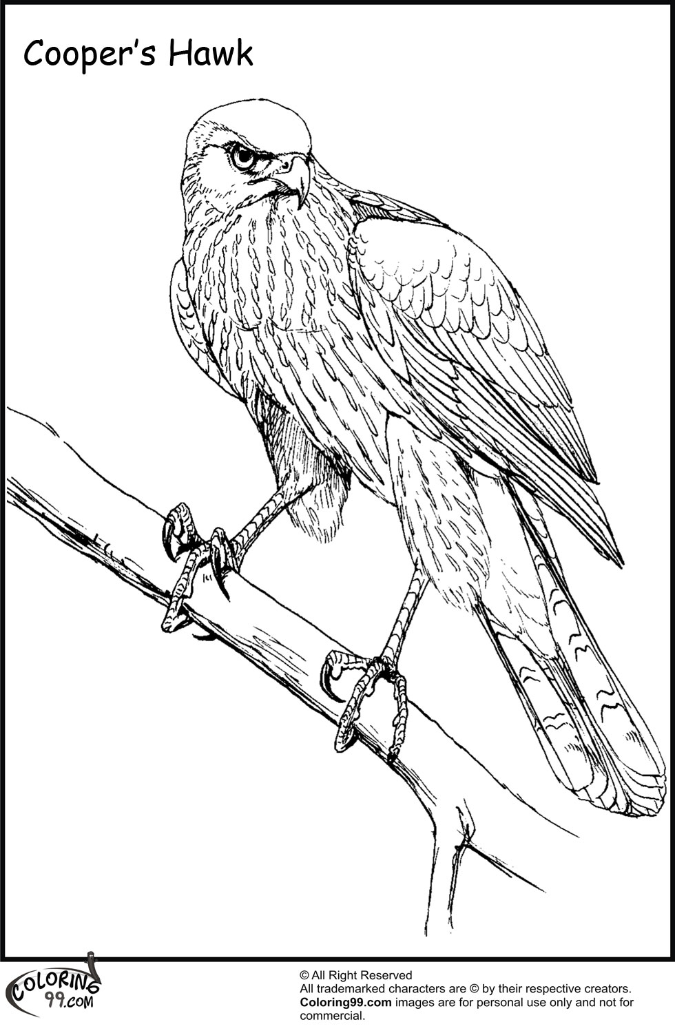 Hawk coloring pages team colors