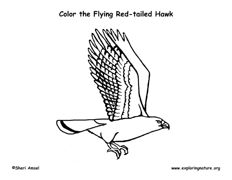 Hawk red