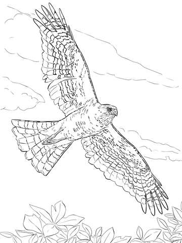 Sharp shinned hawk coloring page free printable coloring pages