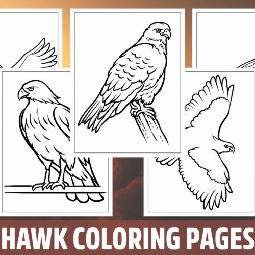 Hawk coloring pages for kids girls boys teens birthday school activity made by teachers