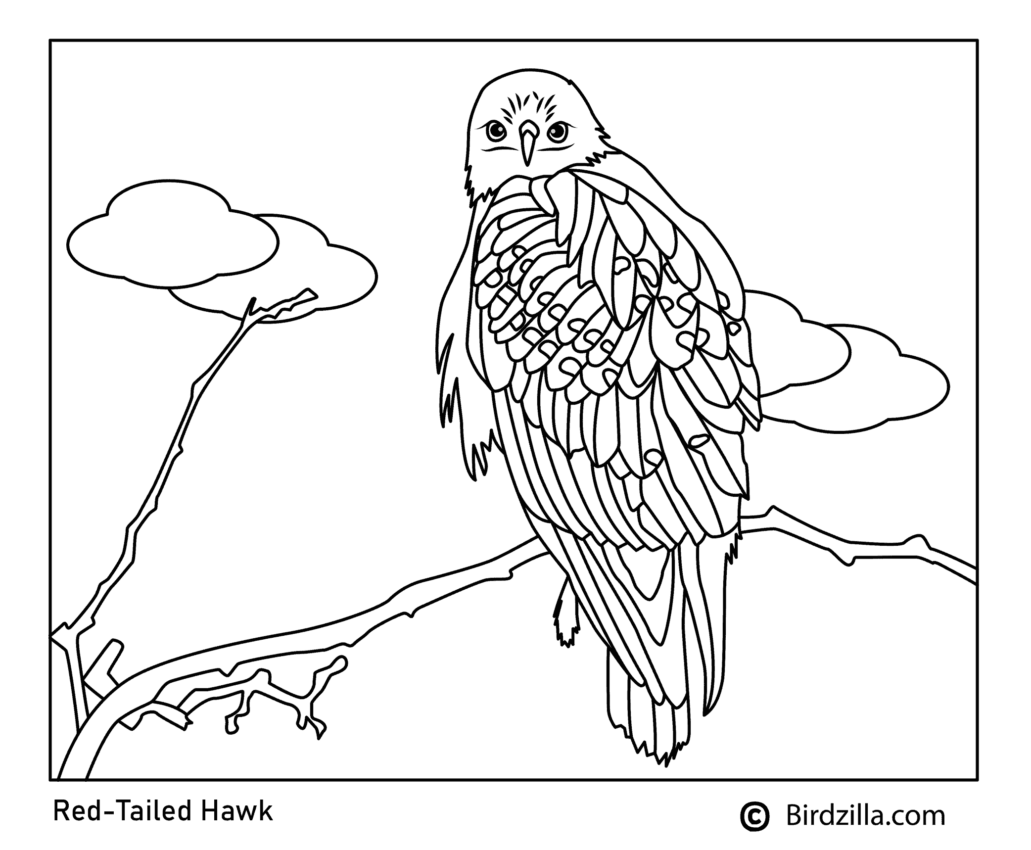 Bird coloring pages