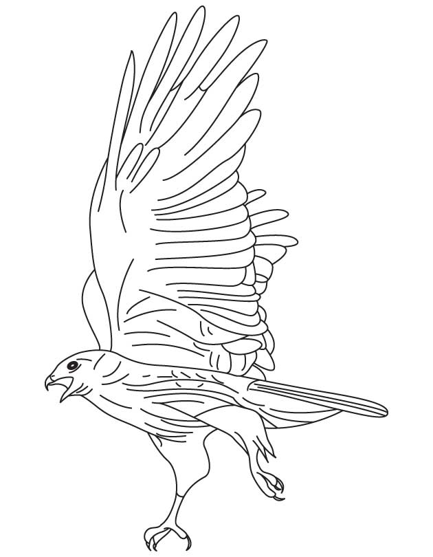 Hawk coloring pages