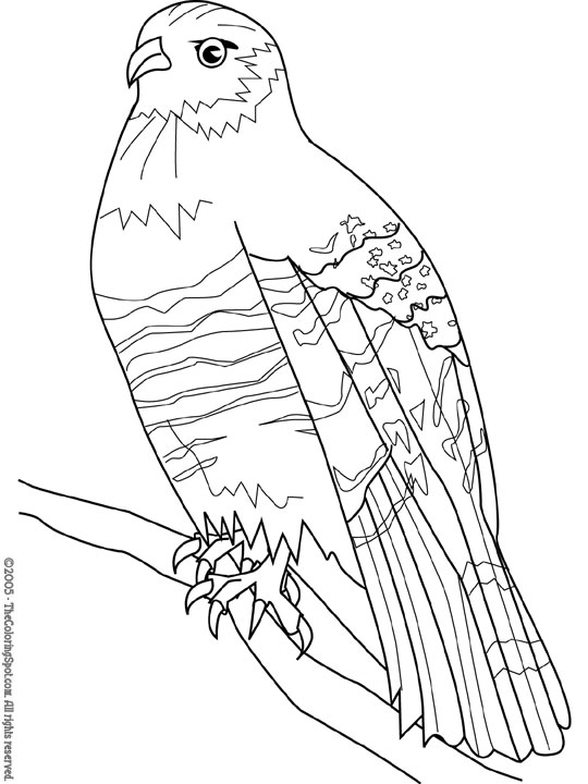 Hawk coloring page audio stories for kids free coloring pages colouring printables