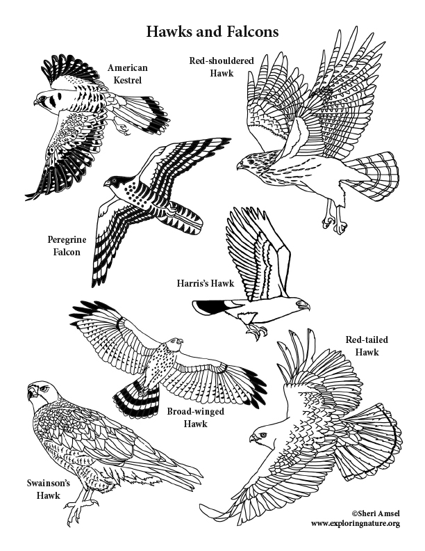 Hawks and falcons coloring page