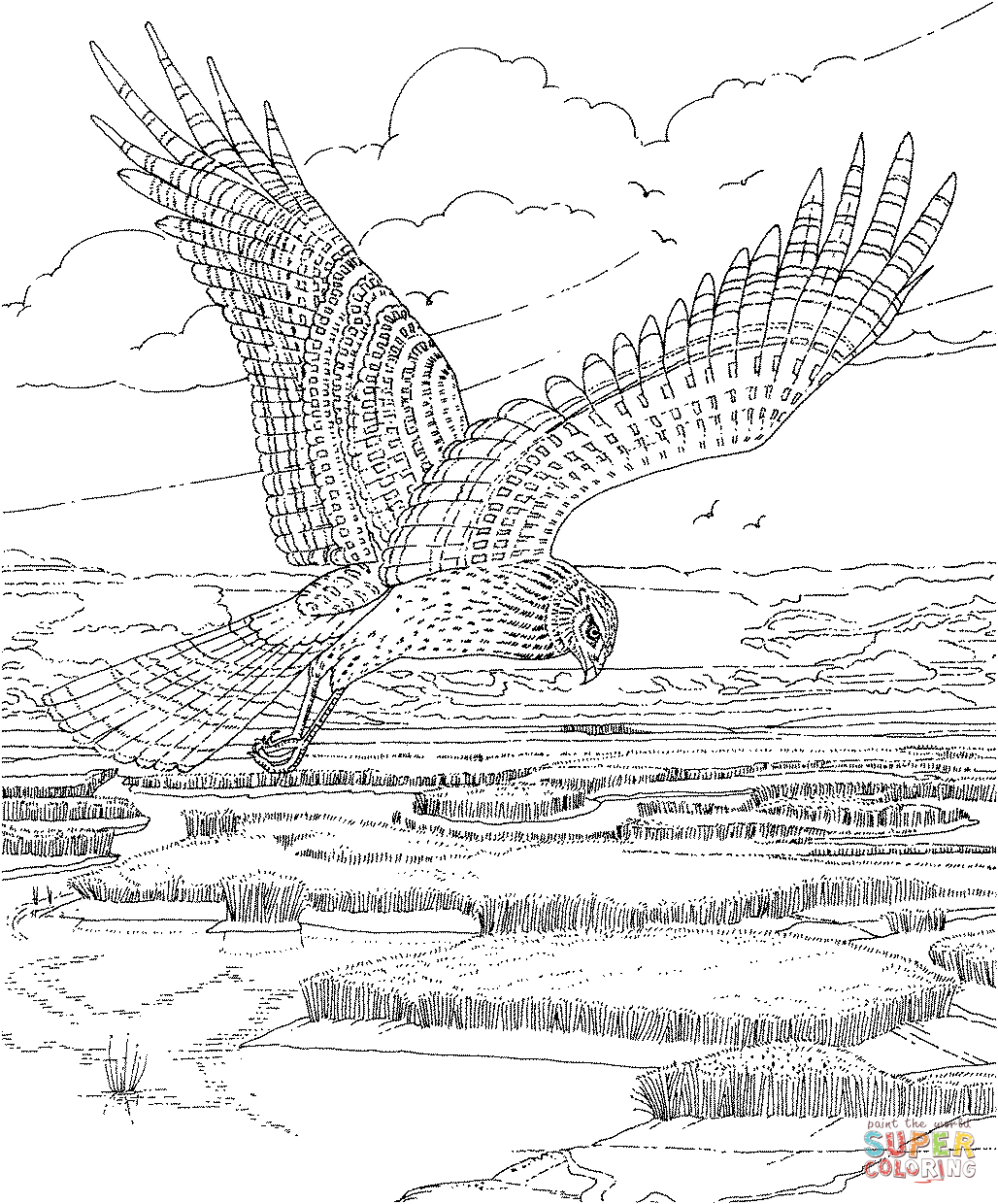 Soaring hawk coloring page free printable coloring pages