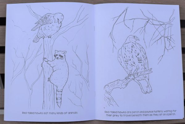 Black hills raptors coloring book featuring elise the red