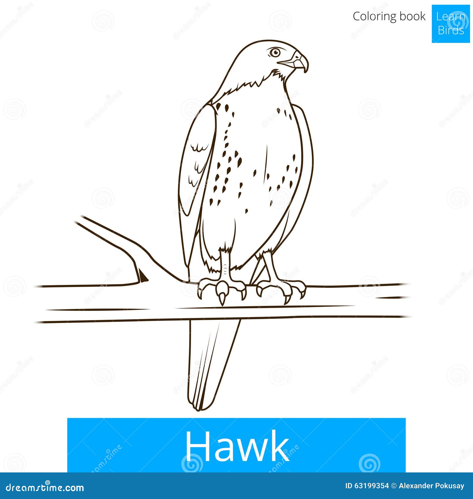 Hawk bird learn birds coloring book vector stock vector