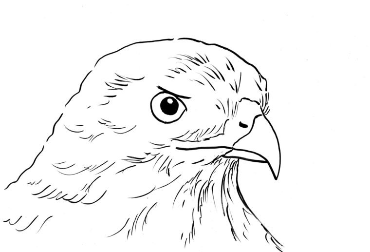 Hawk coloring page