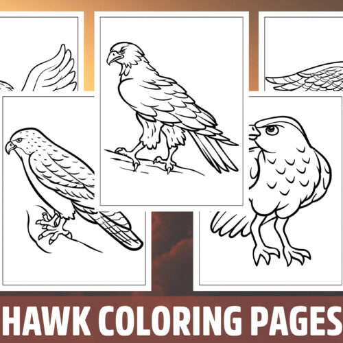 Hawk coloring pages for kids girls boys teens birthday school activity made by teachers