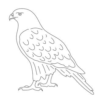 Page hawk coloring pages images