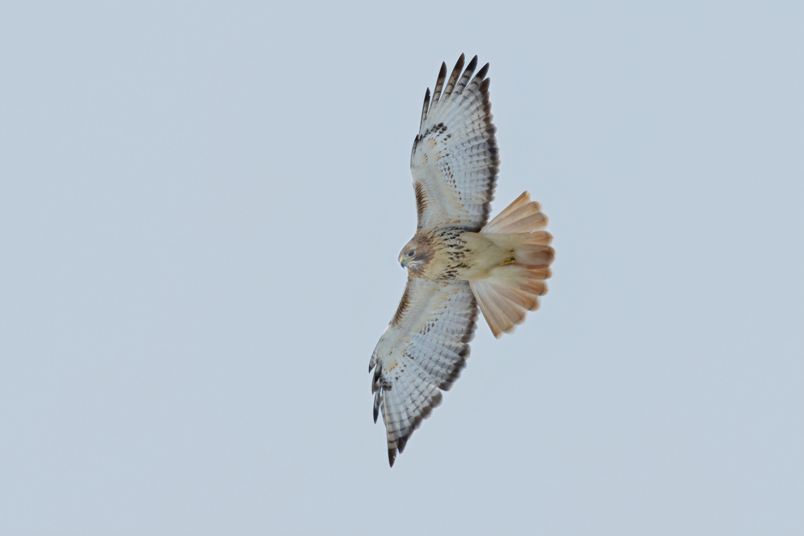 Junior ranger jr explores hawks us national park service