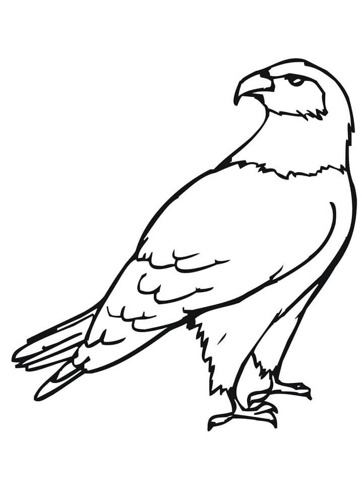 Hawk coloring pages