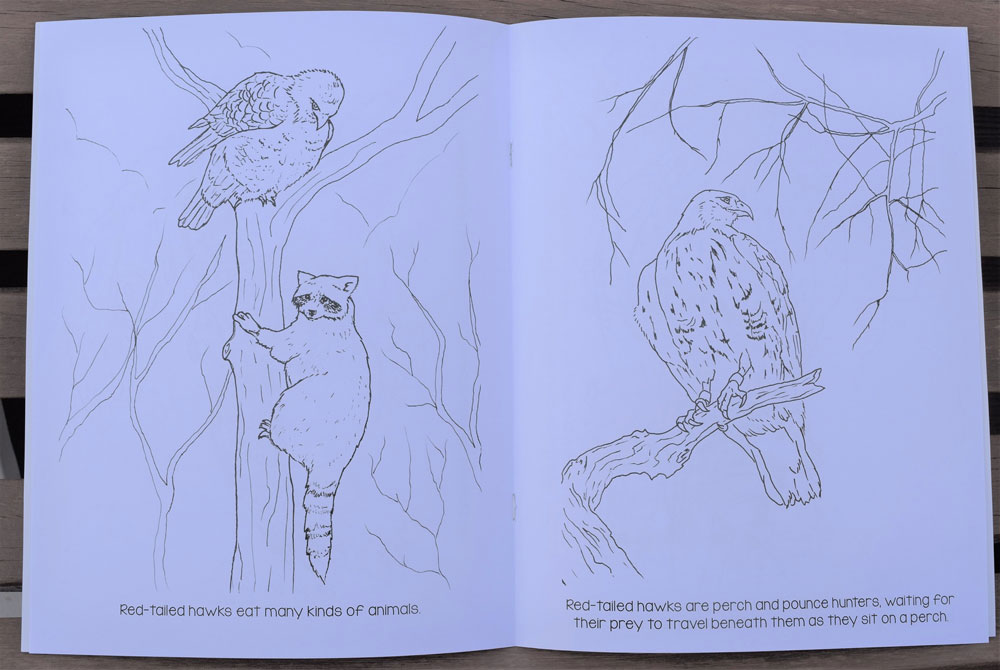 Black hills raptors coloring book featuring elise the red