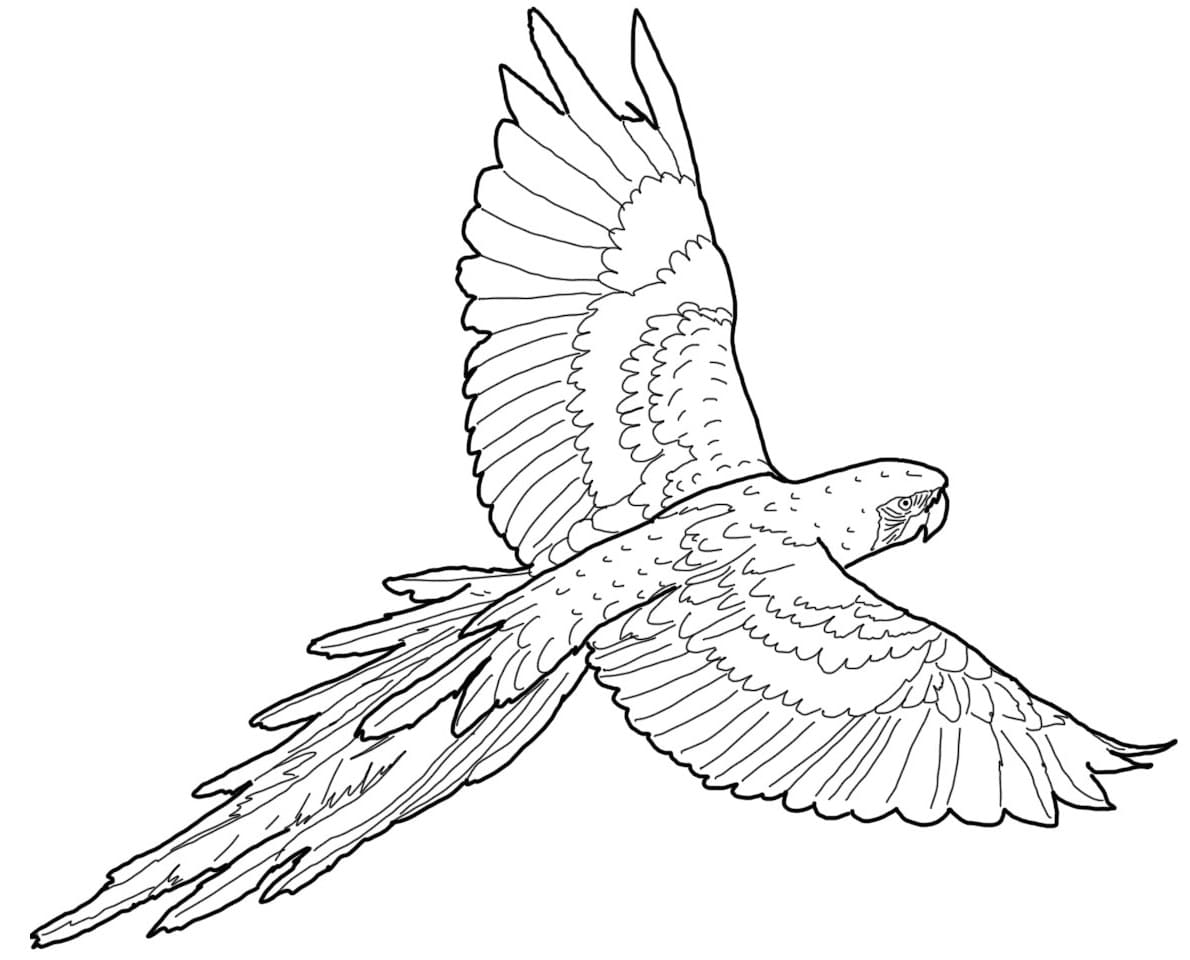 A flying macaw coloring page