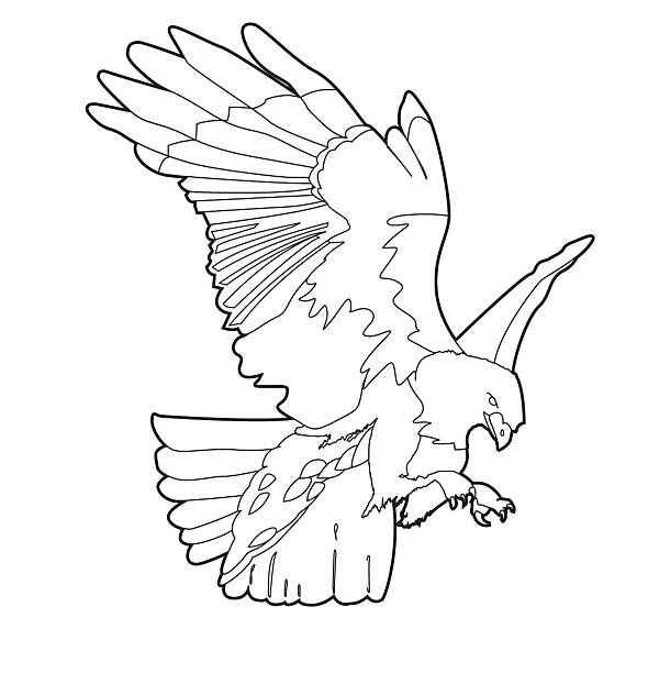 Red tailed hawk stock illustration