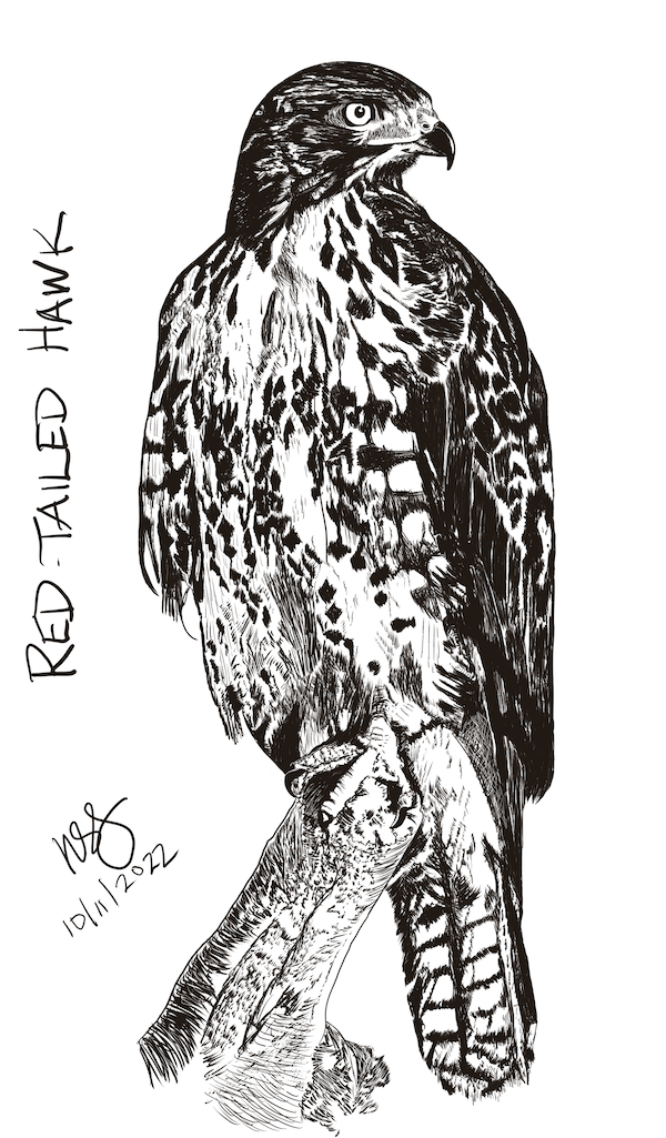 Red tailed hawk by teacuprex on