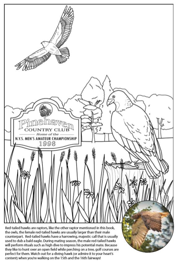 Custom red tail hawk coloring page