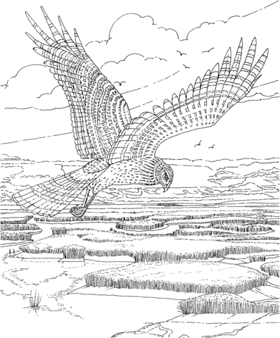 Soaring hawk coloring page free printable coloring pages