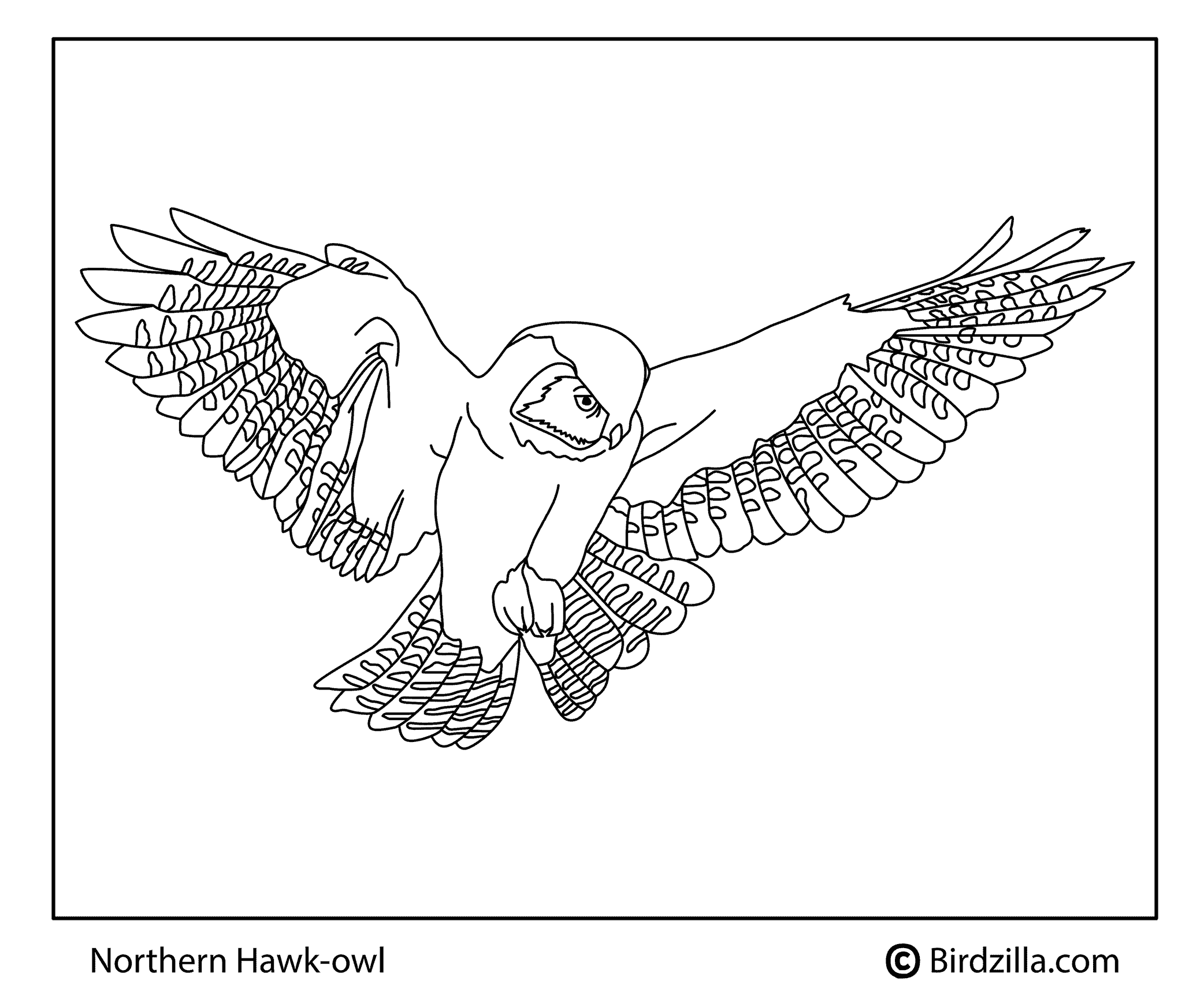 Bird coloring pages