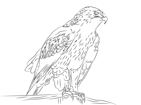 Ferruginous hawk coloring page free printable coloring pages