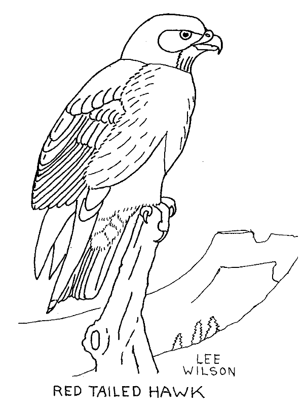 Beautiful hawk coloring page