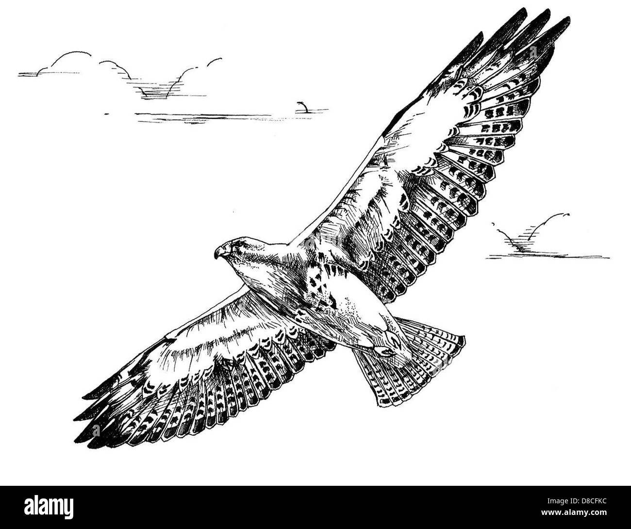 Hawk drawing hi