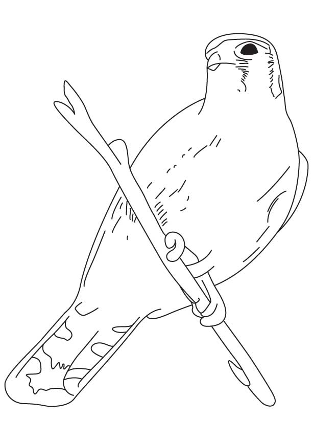 Sparrow hawk coloring page download free sparrow hawk coloring page for kids best coloring pages