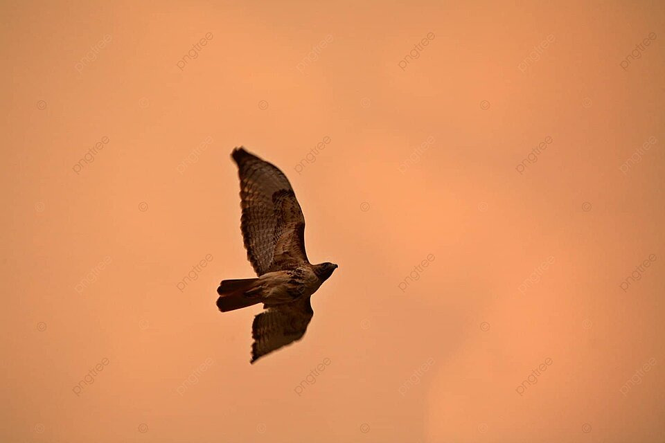 Red tailed hawk in flight in saskatchewan color flight scene photo background and picture for free download