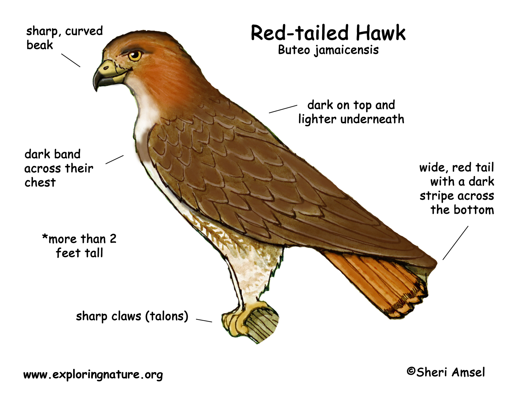 Hawk red