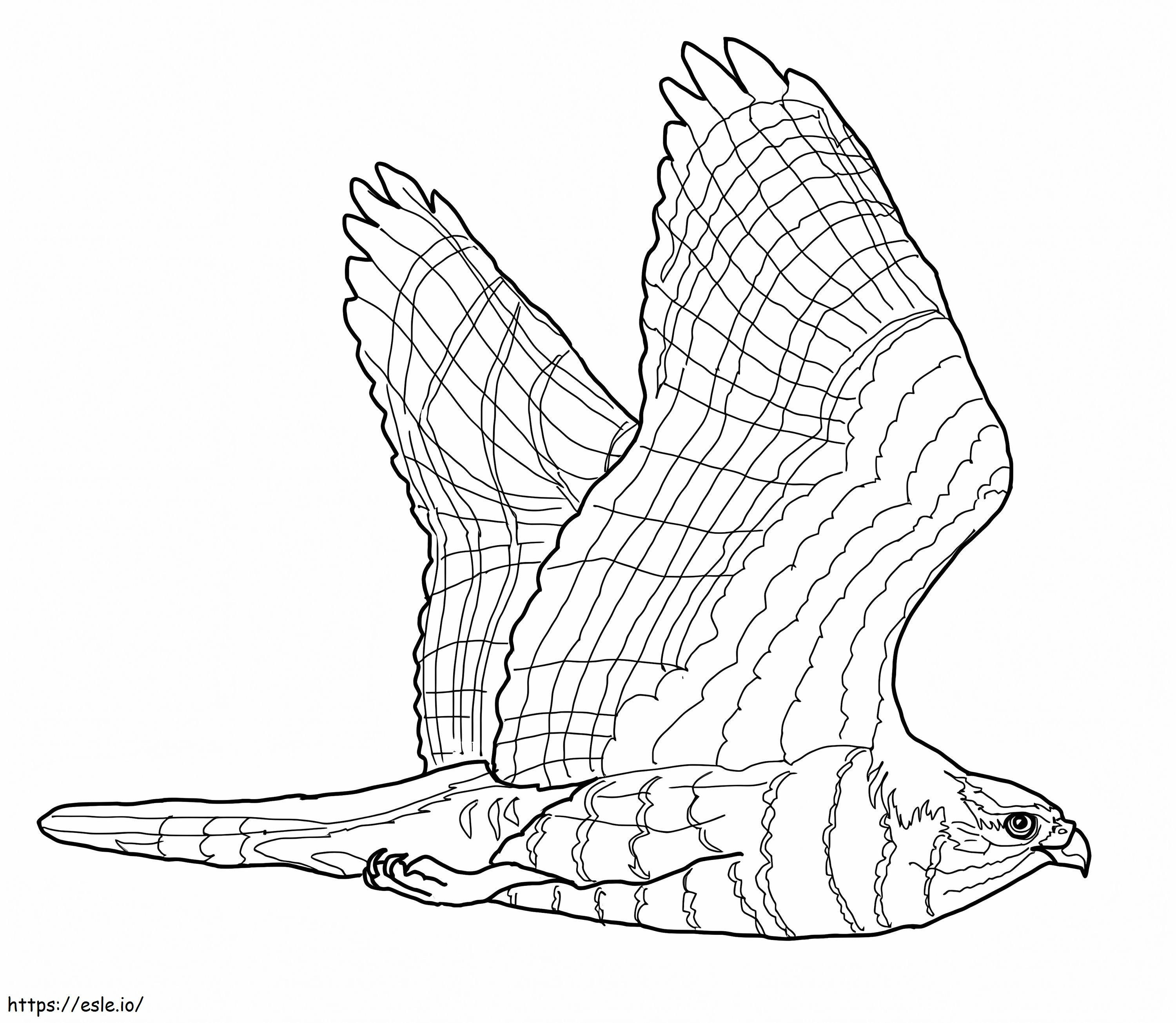 Goshawk coloring page