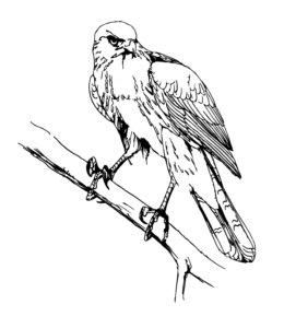 Bird coloring pages playing learning