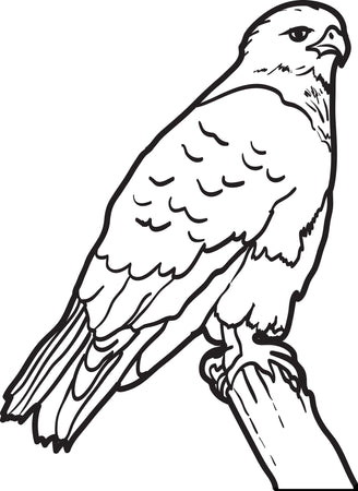 Free birds coloring pages for kids