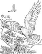 Sharp shinned hawk coloring page free printable coloring pages