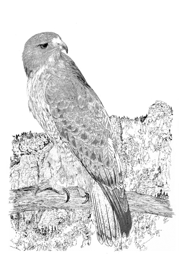 Red tailed hawk drawing journal of seeing by john dyess