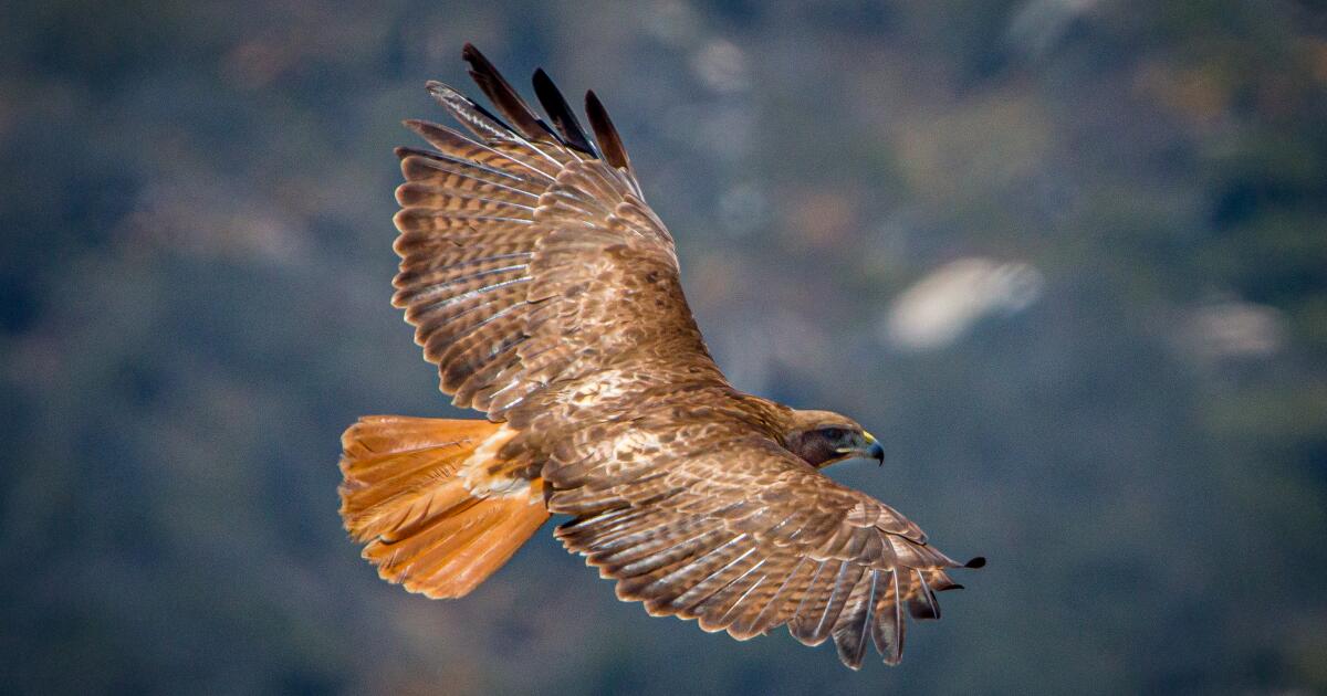 Trying to identify the hawks in my backyard prepares me for back