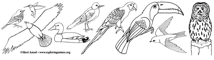 Bird coloring pages