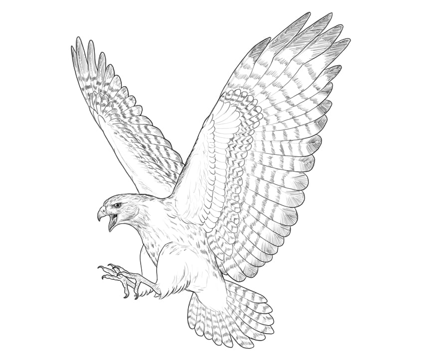 How to draw a hawk envato tuts