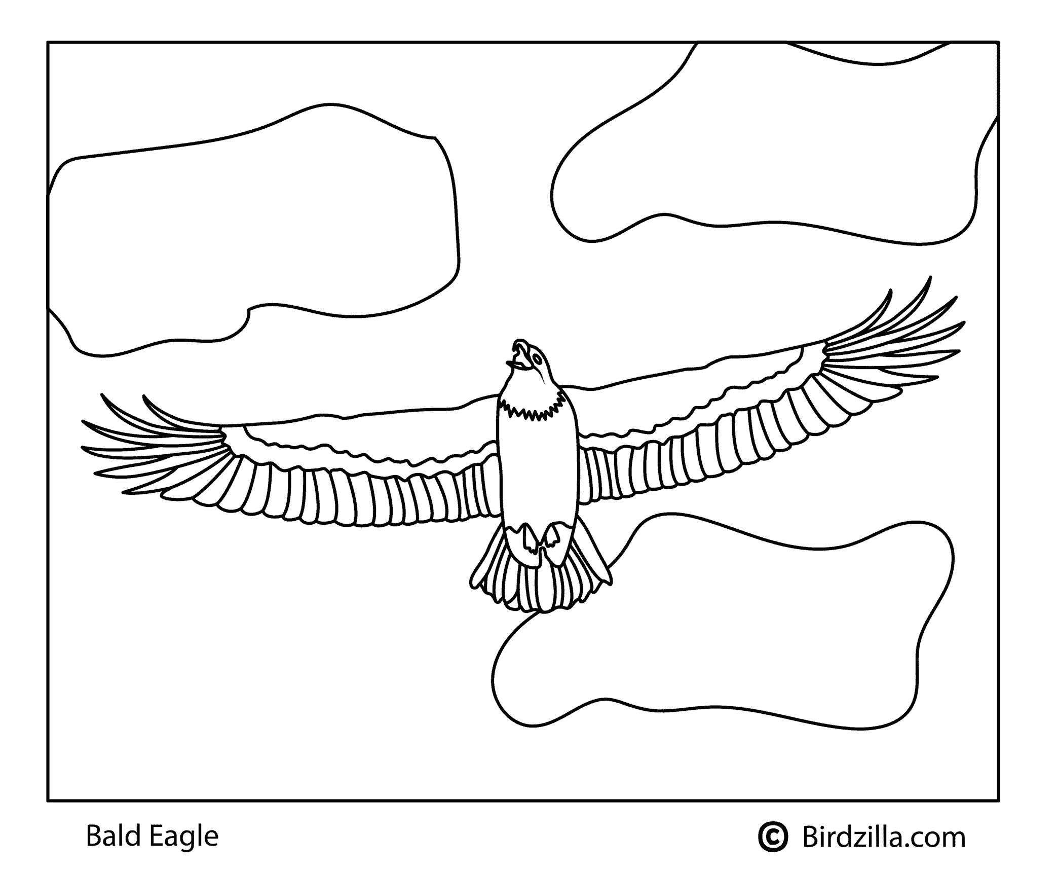 Bird coloring pages